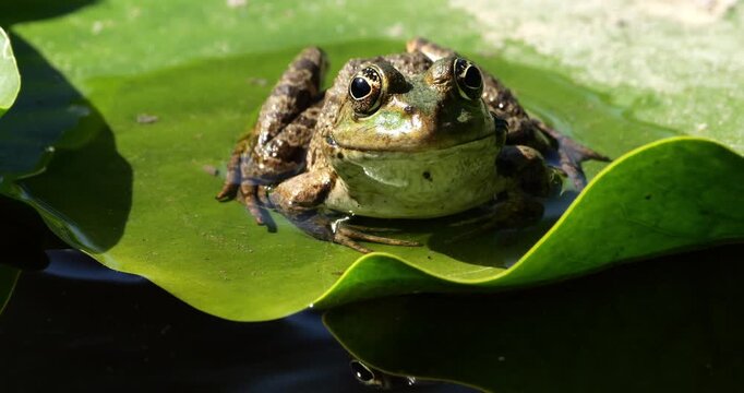 One Marsh frog (Pelophylax ridibundus) on a leaf of water lily, Southern France