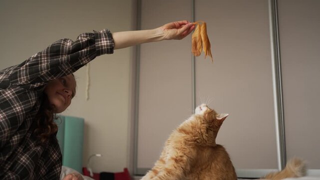 Young woman entertaining her adorable ginger cat at home, holding a toy made of leaves while the fluffy feline playfully jumps and tries to catch it on the bed in a bright bedroom