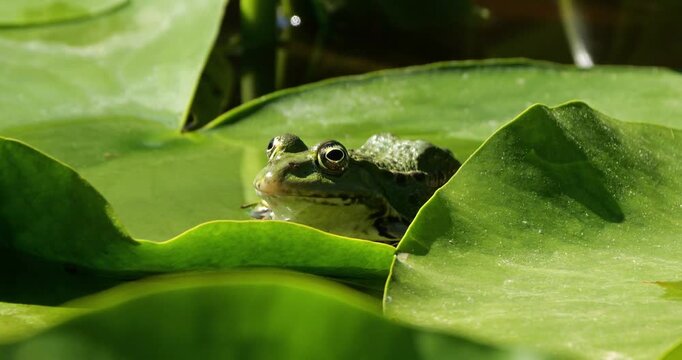 One Marsh frog (Pelophylax ridibundus) on a leaf of water lily, Southern France