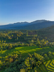 Fototapeta premium Beautiful morning view in Indonesia, panoramic landscape of rice fields with mountain ranges and clear sky