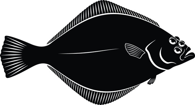 Vintage black and white illustration of a flatfish