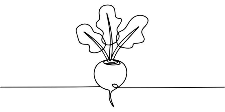 Beetroot plant drawn in continuous line on white background, none editable strokes, beetroot continuous one line drawing, Beetroot in continuous line art drawing style. Garden beet black linear sketch