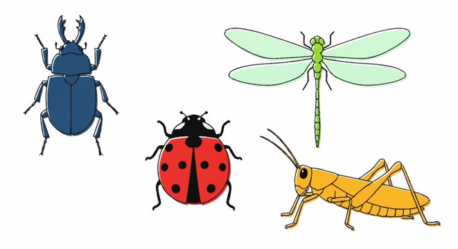 Insects Beetle Ladybug Grasshopper Dragonfly.