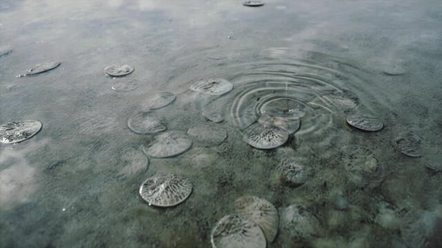 タイドプールの真俯瞰：静水面に並ぶ砂ドル群の朝の光景、波紋が広がる自然映像
