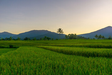 Obraz premium Beautiful morning view in Indonesia, panoramic landscape of rice fields with mountain ranges and clear sky