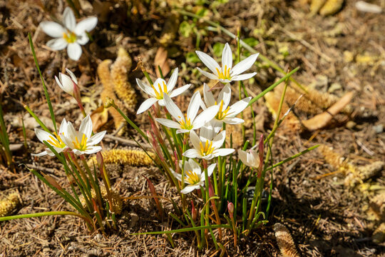 Autumn zephyr lily (zephyranthes candida) in garden
