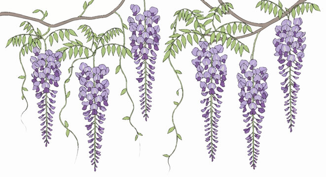 Purple Wisteria Flowering Plant Branch.