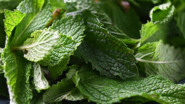 Fresh mint leaves rotating on black background, aromatic herb concept