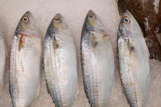 Indian mackerel Rastrelliger kanagurta or bigmouth ocean sea fresh raw variety seafood market stall display freezer shelves shelf in supermarket buying various coral eat whole fish raw protein counter
