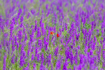 Obraz premium A field of blooming blue Larkspur (Delphinium) with two solitary red Common Poppies (Papaver rhoeas).