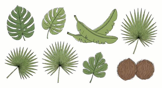 Tropical leaves and coconut fruits.