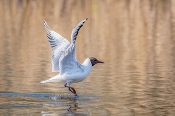 Mewa Śmieszka.(Chroicocephalus ridibundus) © Janusz Lipiński
