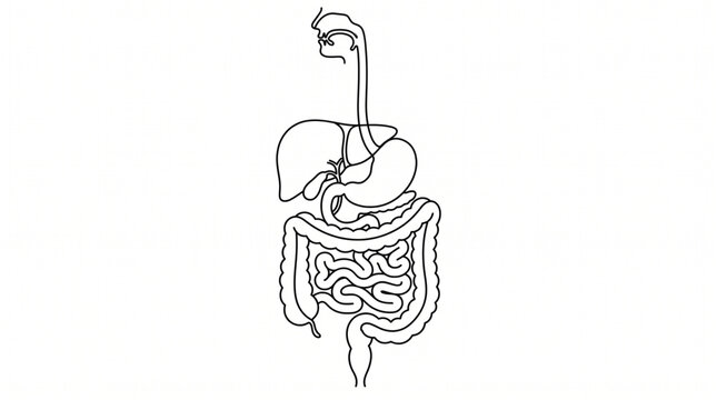 Digestive System Line Art Minimal Outline
