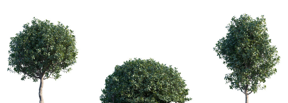 Set of Quercus coccifera (commonly known as kermes oak, holly oak, or Palestine oak) frontal set isolated png on a transparent background perfectly cutout	