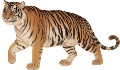 Obraz premium Majestic Tiger Striding, Isolated Full Body on White