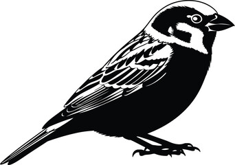 Obraz premium Vintage sparrow silhouette a detailed black and white illustration