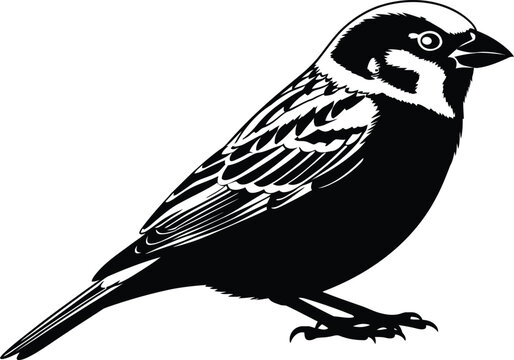 Vintage sparrow silhouette a detailed black and white illustration