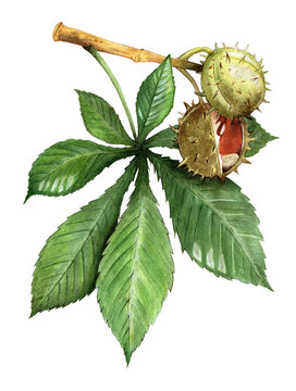 Botanical illustration of a horse chestnut branch with green leaves and prickly fruit hulls. Transparent background, PNG.