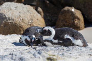 Fototapeta premium Boulders beach near Cape Town where a small colony of the African penguins, which is an severe endangered species. South Africa is trying with an extensive programme to conserve these penguins, with d