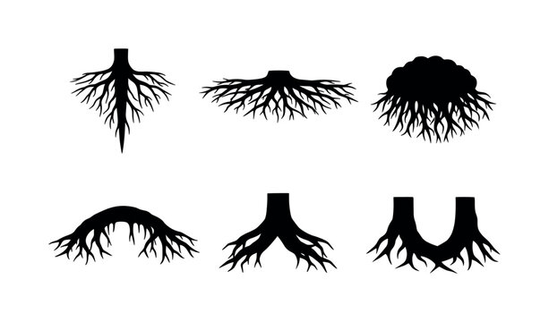 Set of black tree root silhouettes in different shapes and growth patterns, isolated on white background for botanical design and nature concepts