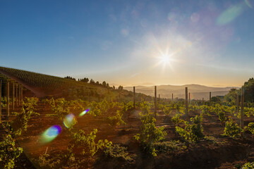 Naklejka premium Amazing early sunset seen from the famous vineyards of the Delaire Graff estate of the Stellenbosch region, a city close to Cape Town. With winelands as far as you can see against a spectacular backdr