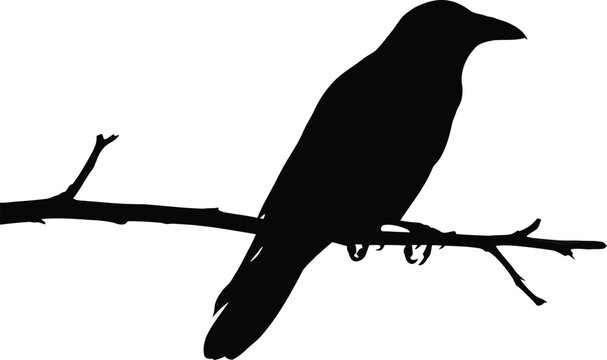 Raven silhouette perched on a branch a study in black and white