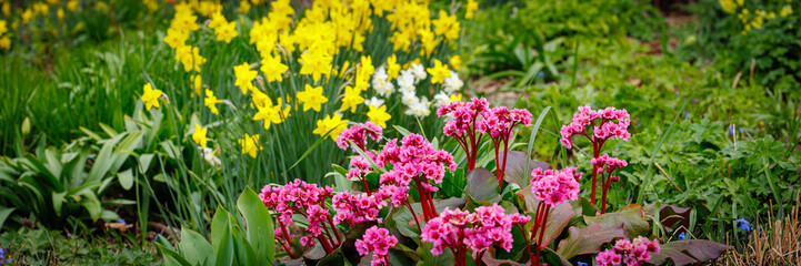 Obraz premium Spring Flowers Bloom in a Garden Showing Various Colors and Types During the Day