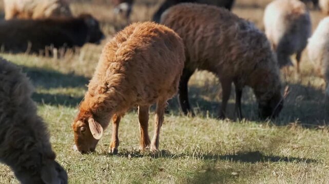 sheep grazing wide shot showing animals feeding on grass in open field, rural farming scene highlighting land overuse, resource depletion and pasture management challenges in agriculture
