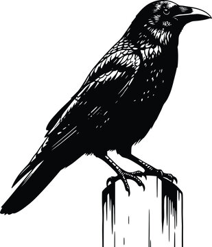 Raven silhouette a detailed illustration of a perched corvid bird