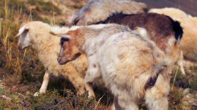 Mixed goat herd grazing on dry hillside pasture, showing traditional farming, free range livestock and sustainable agriculture, with natural behavior and rural landscape in seasonal environment
