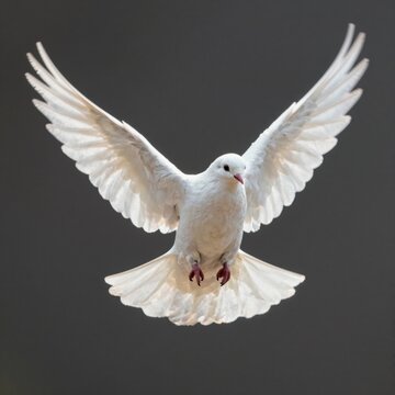 white dove flying with spread wings