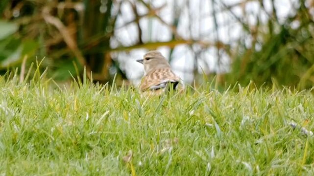 A linnet (Linaria cannabina) forages on a green lawn. The bird hops and looks around as it searches the ground. Waterside plants and moving water can be seen in the background.