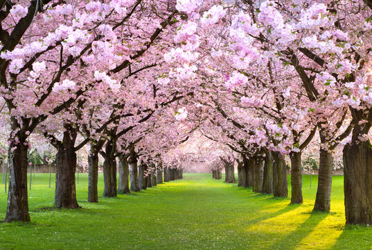 Pink cherry blossom garden with a dreamy canopy of rows of flowering trees in spring. 