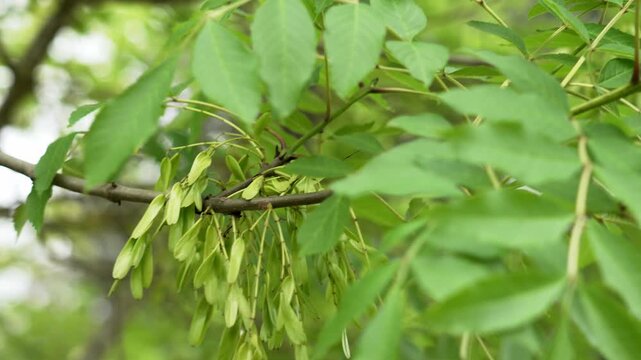 Young green samaras of Common Ash tree (Fraxinus excelsior) on a branch close up