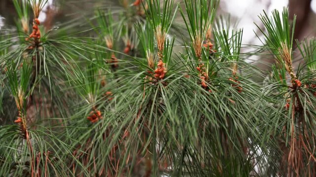 Close up of pine tree (Pinus) branch with fresh green needles and small pollen cones in spring swaying in the wind