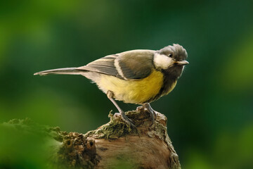 Great tit bird on a mossy perch and green blurred background © Smileus