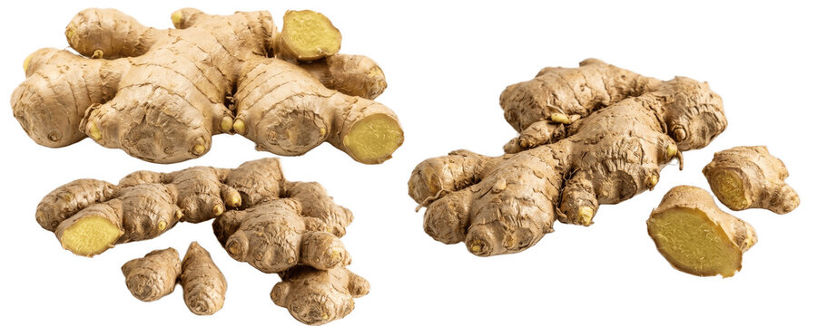 set of fresh ginger root rhizomes isolated png on white background for tea, curries, marinades, baking and natural remedy design

