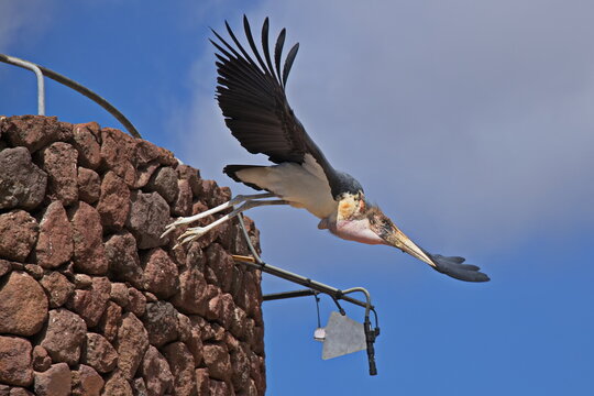 Flying Marabou Stork in Jungle Park on Tenerife, Canary, Canary Islands, Spain, Europe
