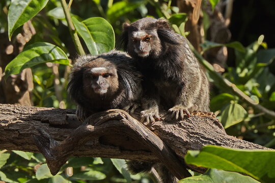 Black crested marmoset in Monkey Park on Tenerife, Canary, Canary Islands, Spain, Europe
