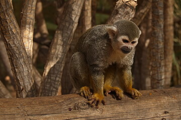 Obraz premium Squirrel Monkey in Monkey Park on Tenerife, Canary, Canary Islands, Spain, Europe 