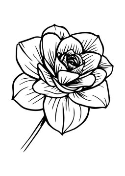 fleur