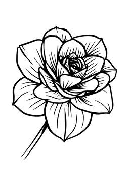 Fleur