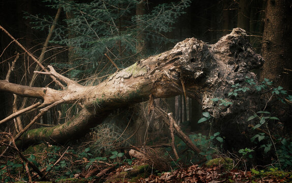 Dead fallen tree in dark moody woodland. A fallen tree trunk in a forest with melancholic mood. 