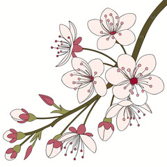 Cherry blossom branch with flowers and buds line art tree blossom pink flower © kg