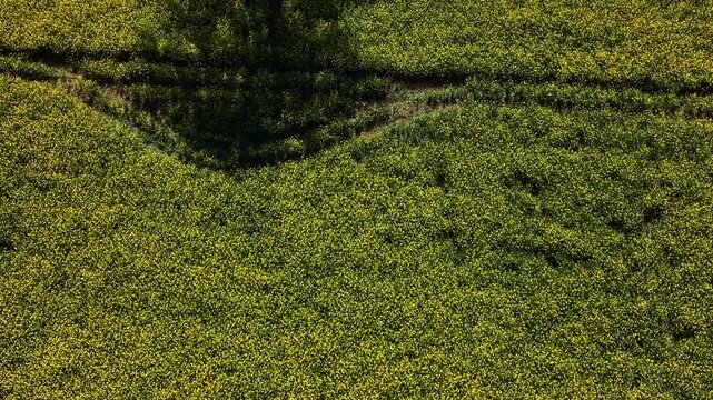 Rapeseed Brassica napus Brassicaceae family field in bloom with tractor tracks and tree shadow forming pattern, top down slow drone glide shot