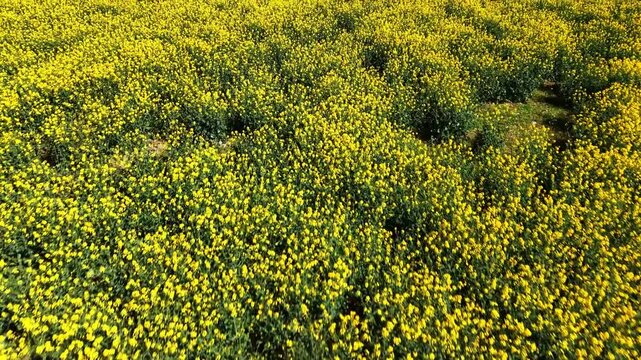 Rapeseed Brassica napus Brassicaceae family field in bloom forming dense yellow crop surface during spring season, fast drone forward flight low altitude shot