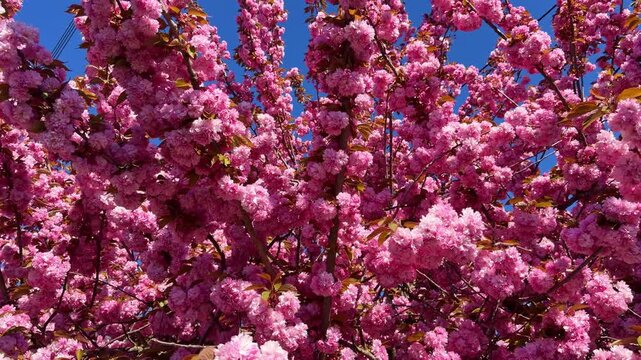Cherry blossom Prunus serrulata cultivar Kanzan Rosaceae family canopy with dense pink flowers in spring season revealed by upward pan, tilting camera upwards and reveal