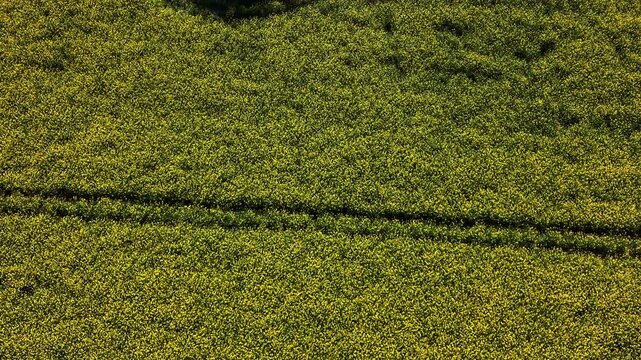 Rapeseed Brassica napus Brassicaceae family field in bloom in with single tractor track line across crop surface, top down slow drone reveal shot