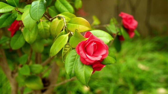 Macro Close-up of Japanese Camellia (Camellia japonica)
