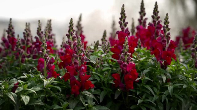 Red Snapdragons on a spring day
